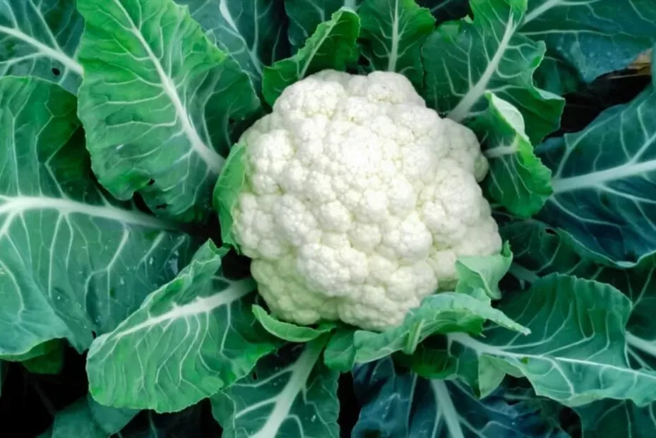 Fresh Cauliflower mandi bhav and vegetable price in Ajmer, Rajasthan