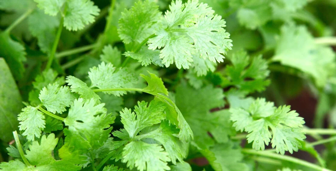 Fresh Coriander mandi bhav and vegetable price in Churu, Rajasthan