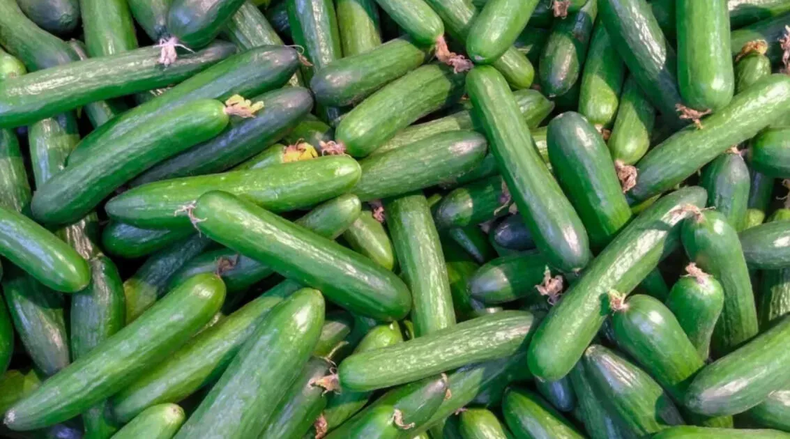 Fresh Cucumber mandi bhav and vegetable price in Jaipur, Rajasthan