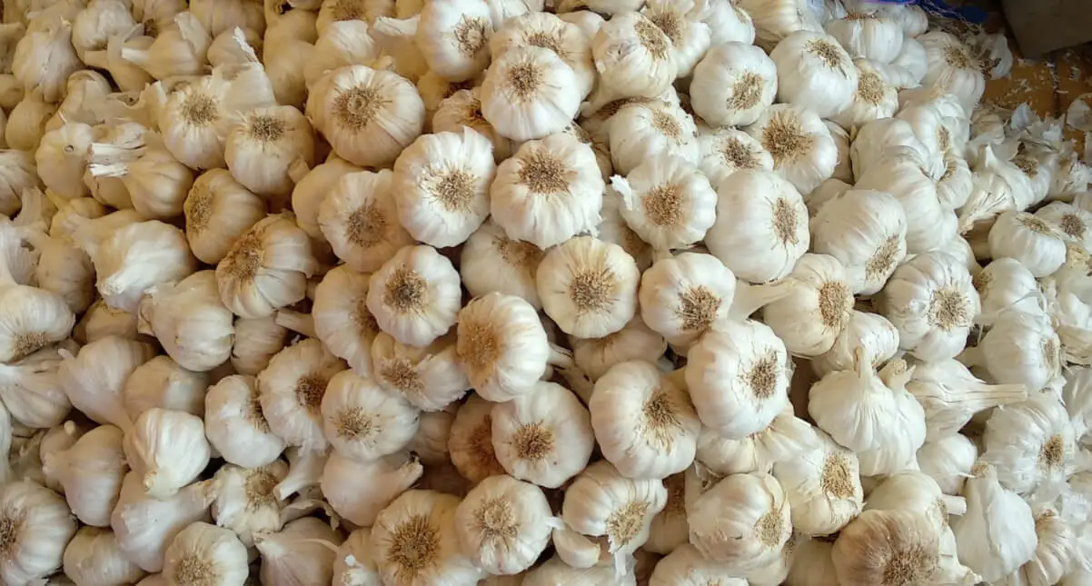 Fresh Garlic mandi bhav and vegetable price in Bikaner, Rajasthan