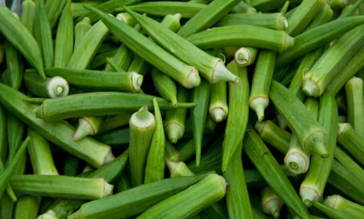 Fresh Ladyfinger mandi bhav and vegetable price in Ajmer, Rajasthan