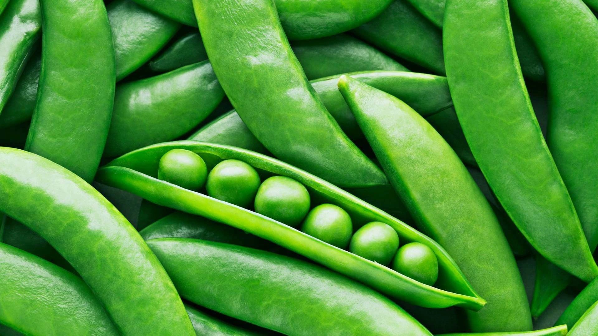 Fresh Peas mandi bhav and vegetable price in Jaipur, Rajasthan