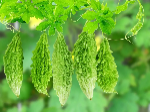Bitter Gourd Icon