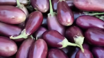 Brinjal Icon