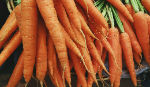 Carrot Icon