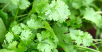 Coriander Icon