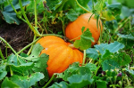 Pumpkin Icon